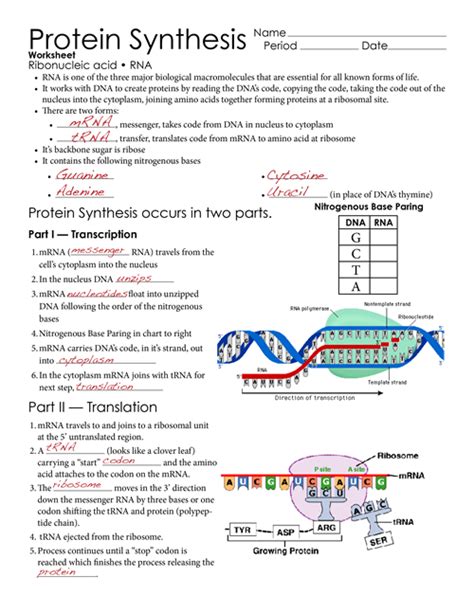 Protein Synthesis Test worksheet